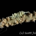 shrimp_coral_wire_jj_kb_h_0056_png0135.jpg
